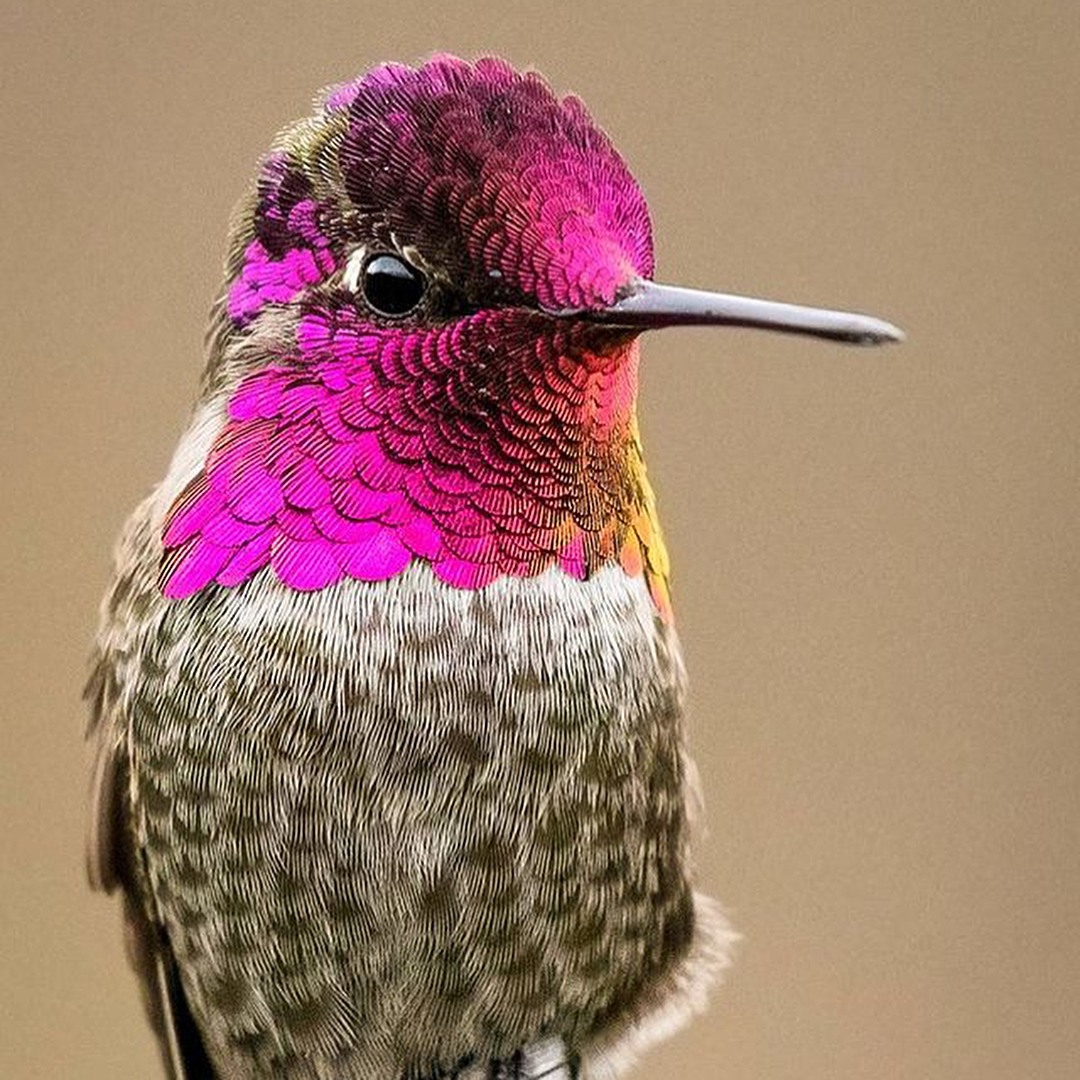 Now somebody tell me the hummingbird is not the prettiest of them all!!! ……….