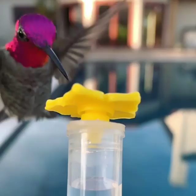 Bet you didn’t know hummingbirds had tongues like that.
Via @hummingbirdsxoxo —…