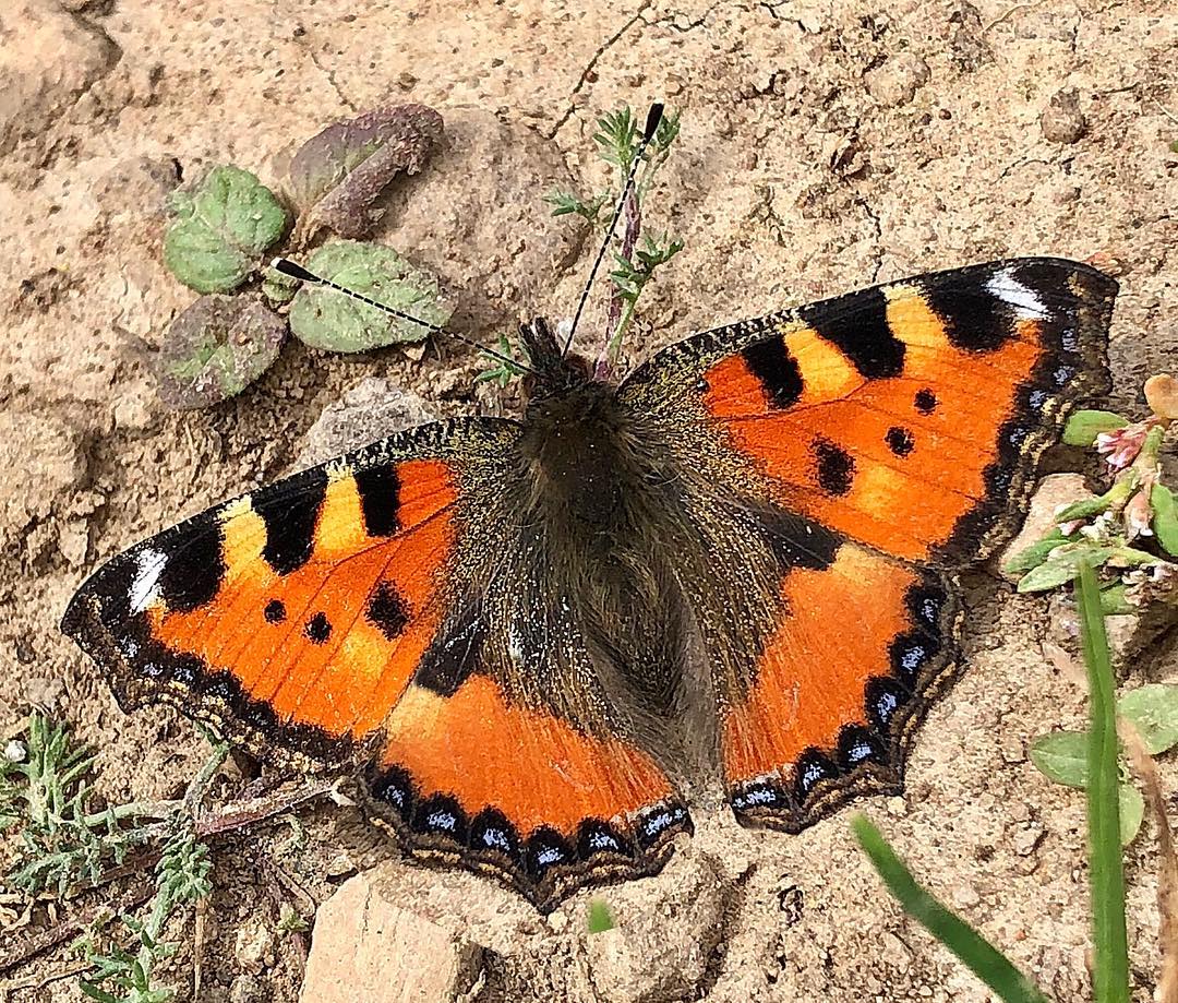 Donwload Photo Kaligrafi Aglais #kelebek #butterfly #doğa #yayla #orman #tabiat…- Osman Ozcay