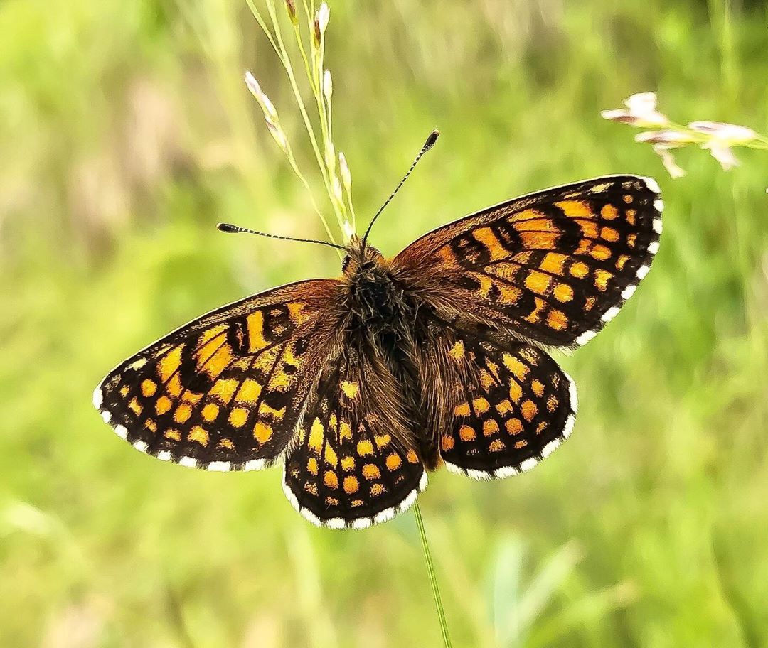 Donwload Photo Kaligrafi Amannisa #kelebek #butterfly #doğa #yeşil #orman…- Osman Ozcay