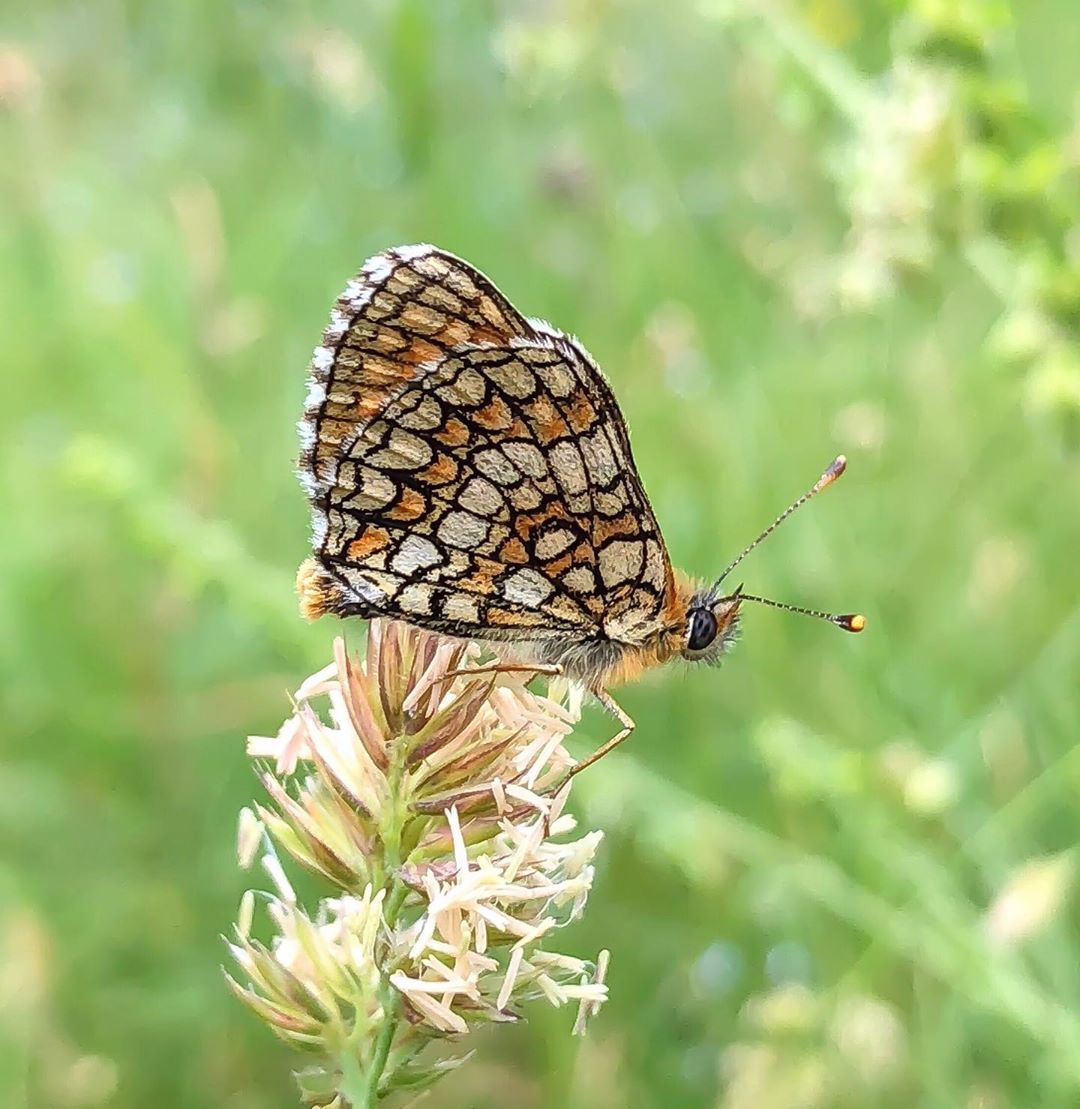 Donwload Photo Kaligrafi Hayırlı Cumalar #kelebek #doğa #butterfly #yeşil #tabiat…- Osman Ozcay