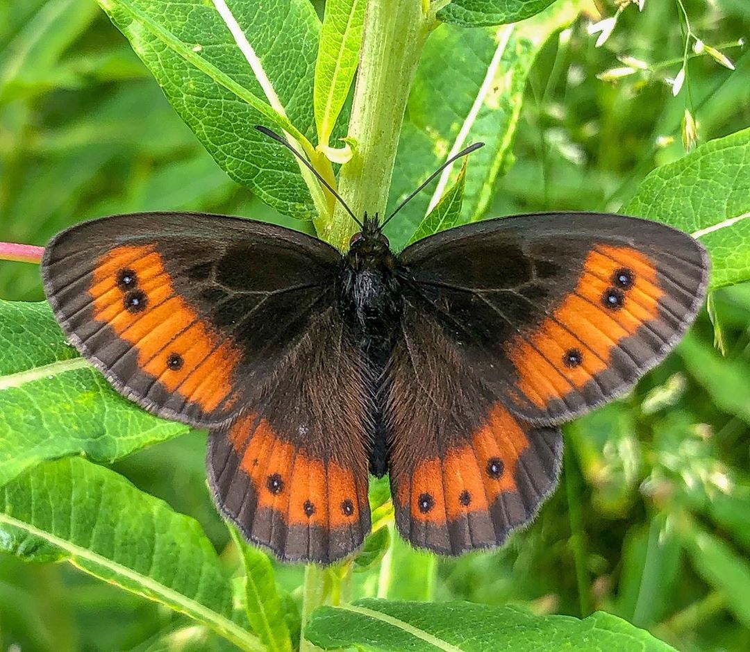 Donwload Photo Kaligrafi İskoç güzelesmeri #kelebek #doğa #butterfly #yeşil #orman…- Osman Ozcay