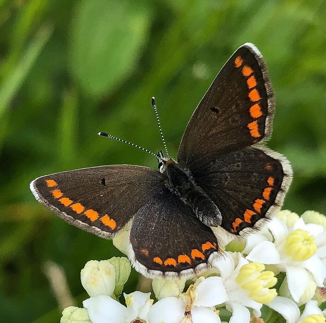 Donwload Photo Kaligrafi Kelebek #butterfly #kelebek #doğa #yeşil #orman…- Osman Ozcay