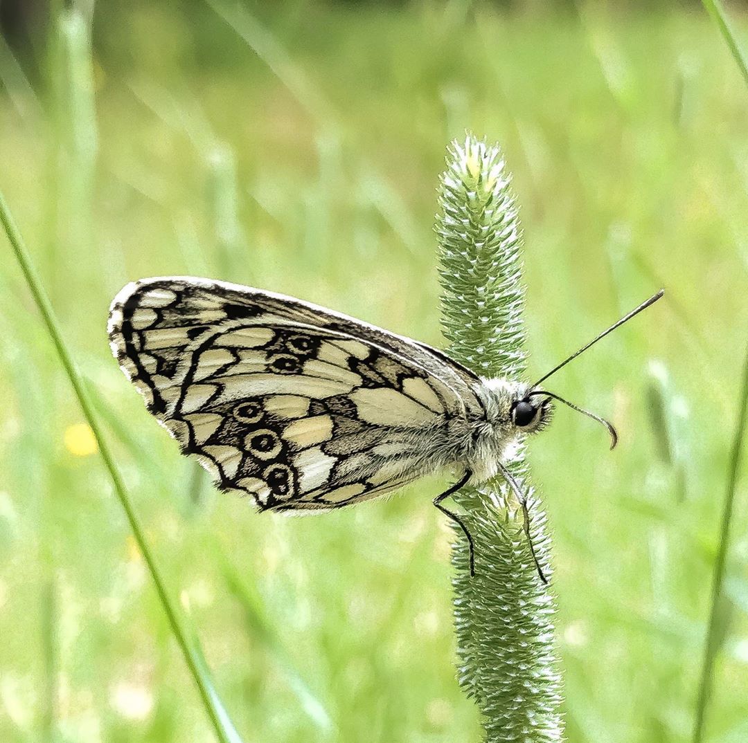 Donwload Photo Kaligrafi Orman Melikesi #doğa #kelebek #butterfly #yeşil #orman…- Osman Ozcay