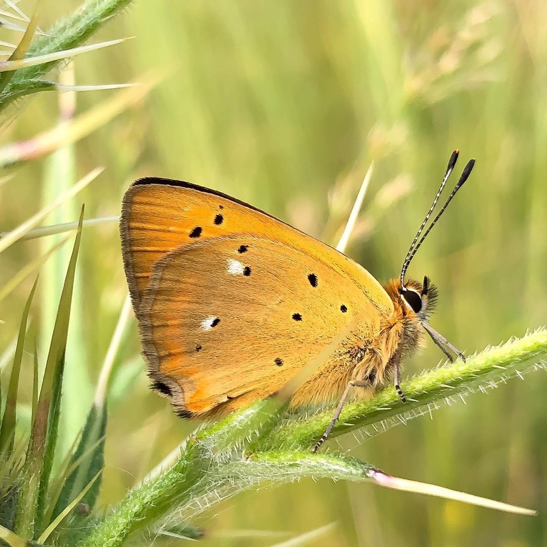 Donwload Photo Kaligrafi Orman bakır kelebeği #doğa #kelebek #butterfly #yeşil…- Osman Ozcay