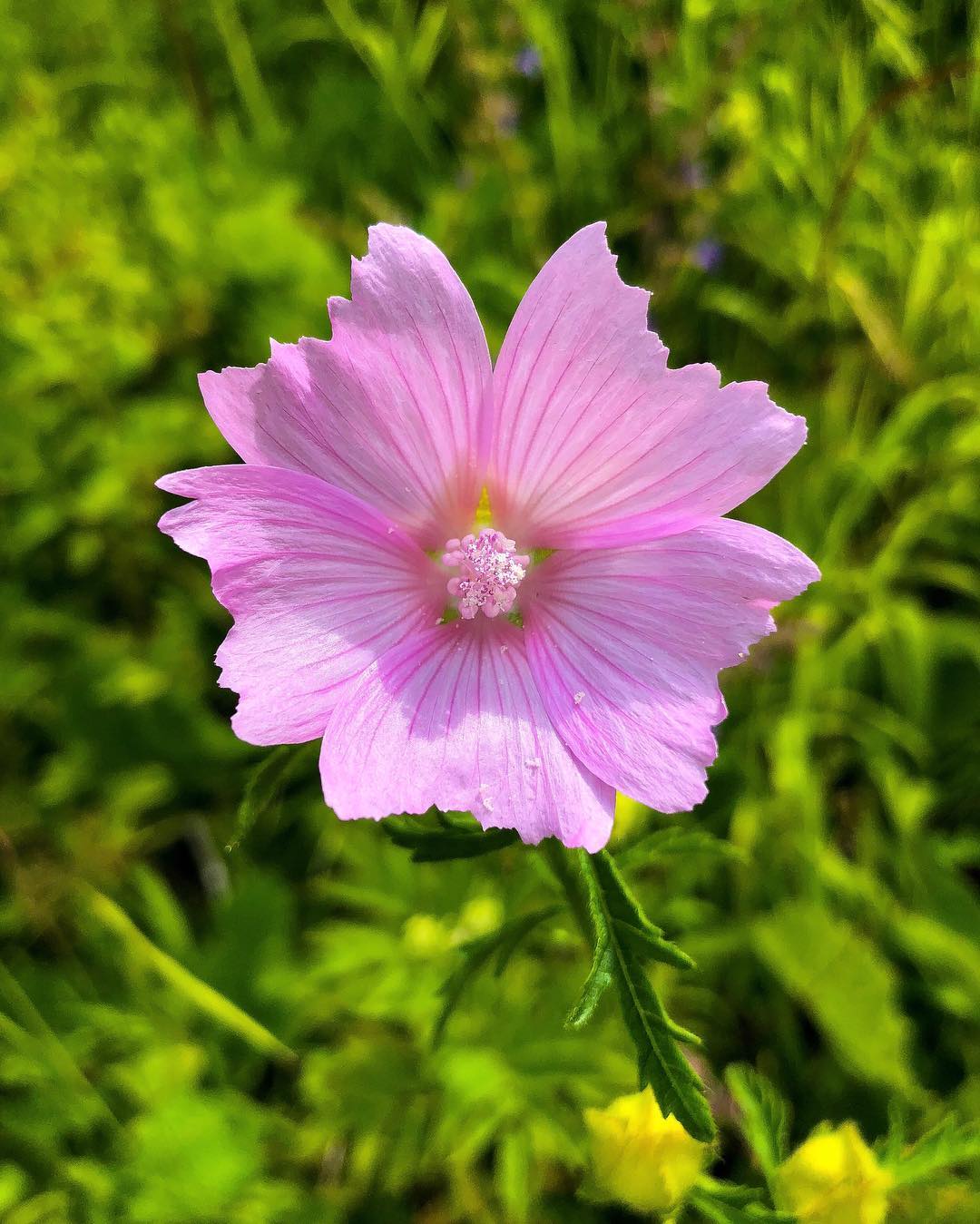 Donwload Photo Kaligrafi Yaylada çiçek #çiçek #doğa #yayla #yeşil…- Osman Ozcay