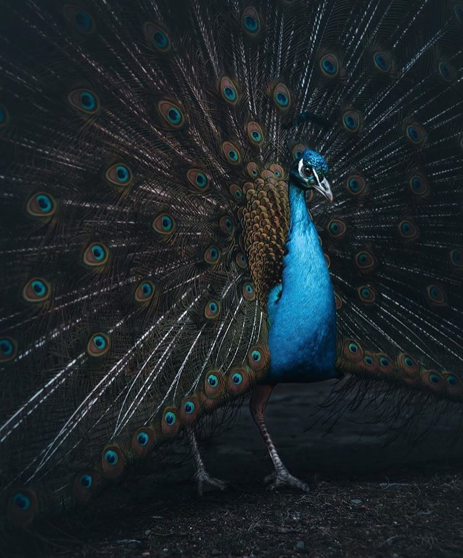 Peacock via @fabian.huebner =================================
Buy Art supplies
L…