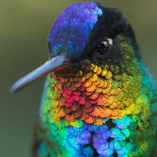 Prettiest bird ever .
.
Follow us on Facebook @artnfann .
.
Via @jessfindlay .
….