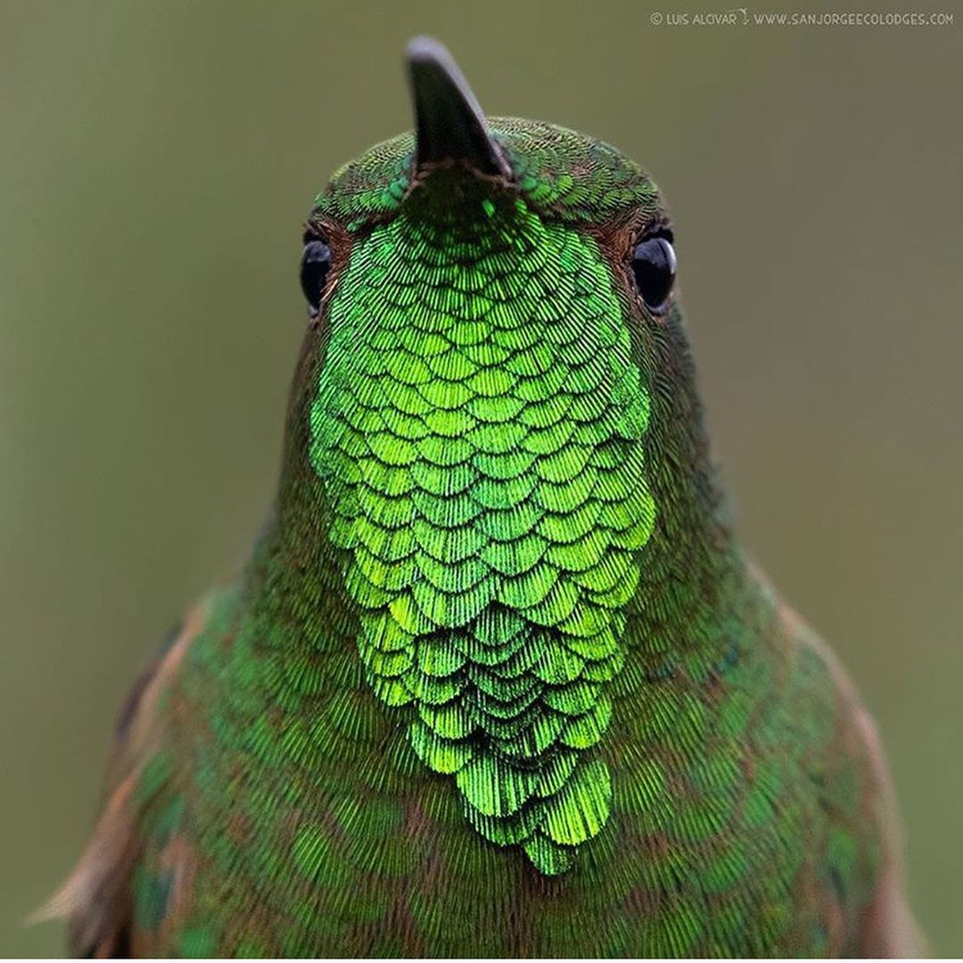 The Hummingbird
Via Luis Alcivar
.
.
Shop Phone Lenses
Link in Bio
.
.
#art #nat…