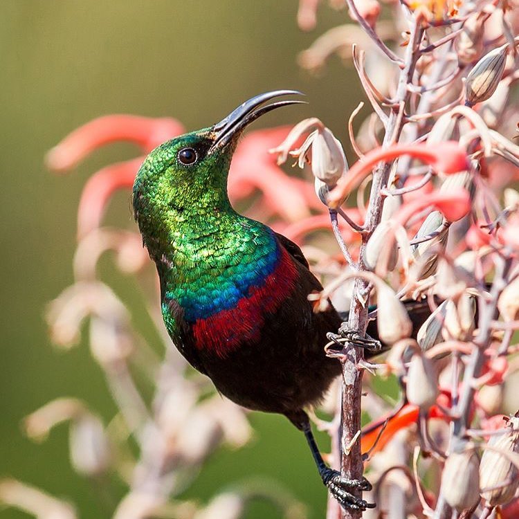 The hummingbird is still my favorite but the colors on this bird are definitely …