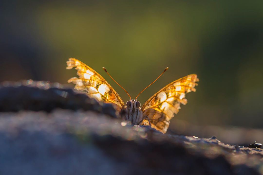 Donwload Photo Kaligrafi #kelebek #butterfly…- ozcay