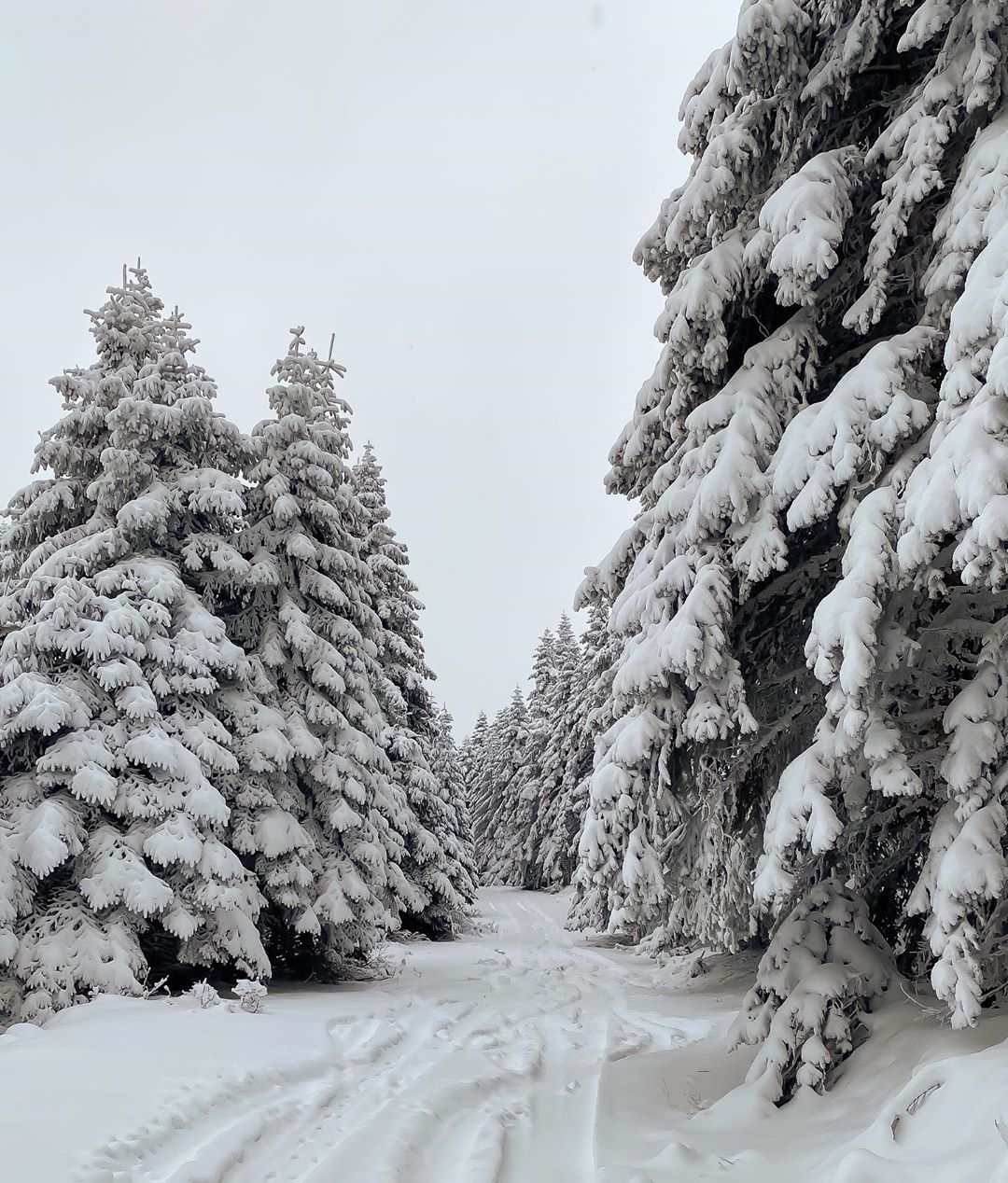 Donwload Photo Kaligrafi Gerede Arkut dağı #kış #kar #orman…- Osman Ozcay