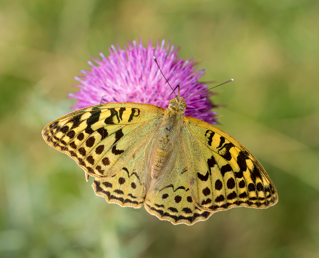Donwload Photo Kaligrafi NP damgalı #kelebek . Hayırlı Cuma’lar. #butterfly #macrophoto…- ozcay