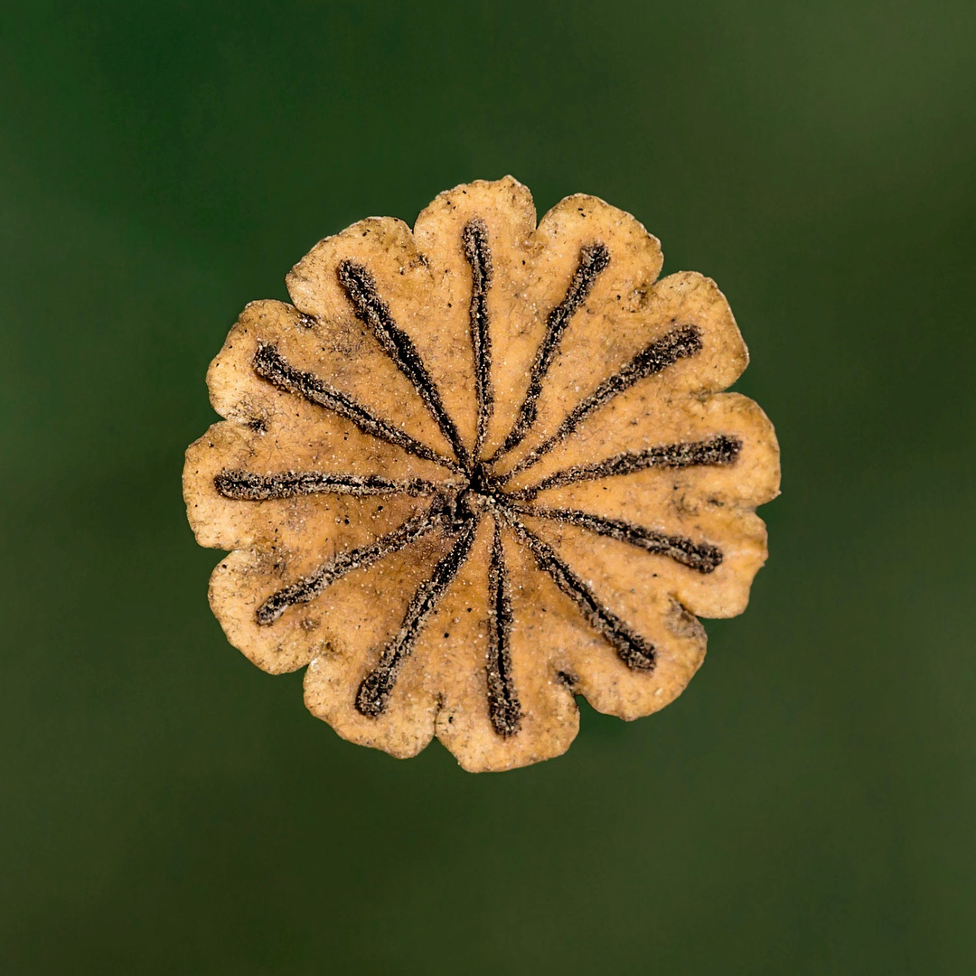 Donwload Photo Kaligrafi #gelincik #gelincikçiçeği #poppy tohum kesesi kapağı #macro #macrophotography…- ozcay